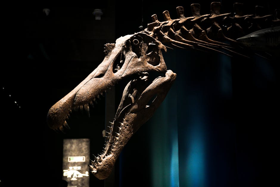 Tyrannosaurus Rex skull displayed in a museum exhibit
