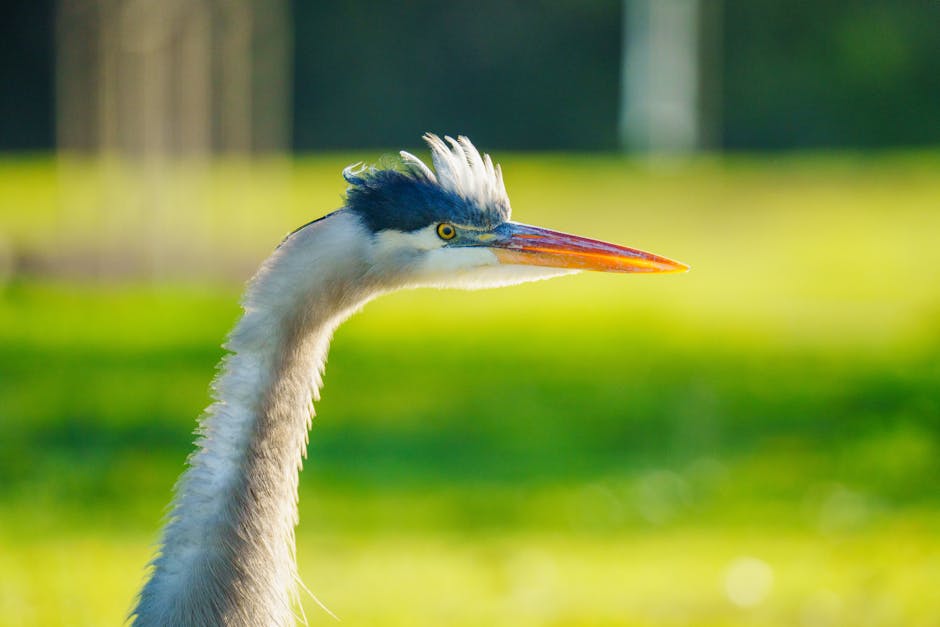 Blue heron bird in a park setting representing Toronto outdoor wildlife and birdwatching