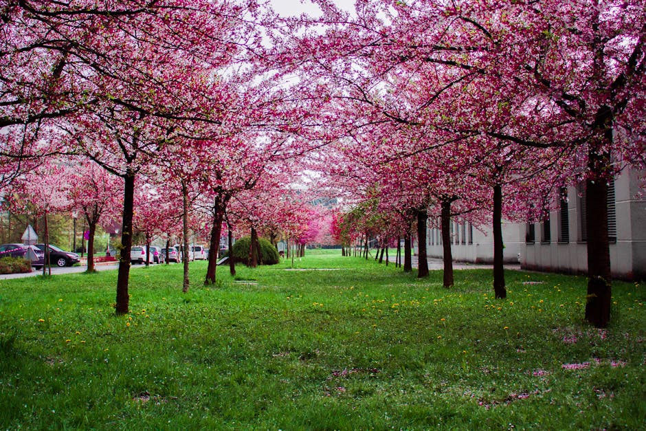 Beautiful cherry blossom trees lining a park path in springtime
