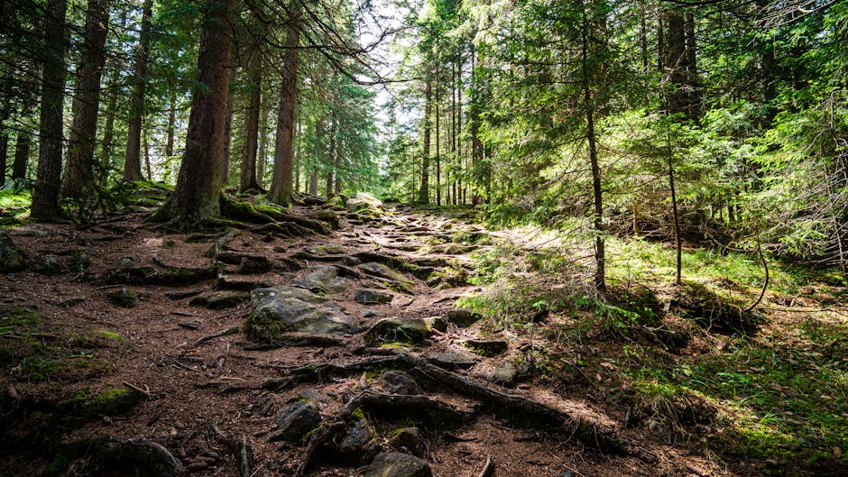 Sunlit forest hiking trail similar to Toronto outdoor nature trails