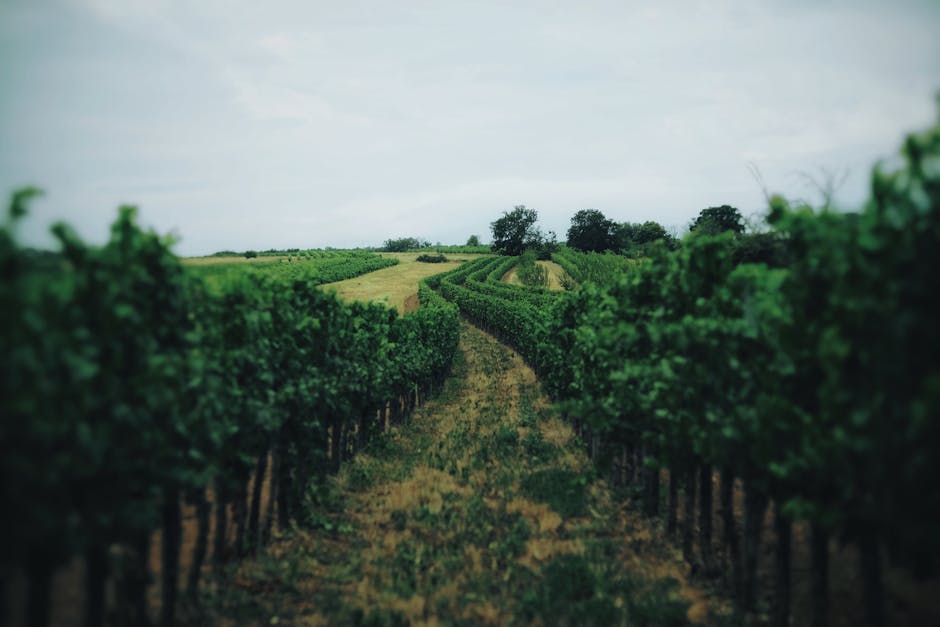 Ontario wine country vineyard landscape day trip from Toronto