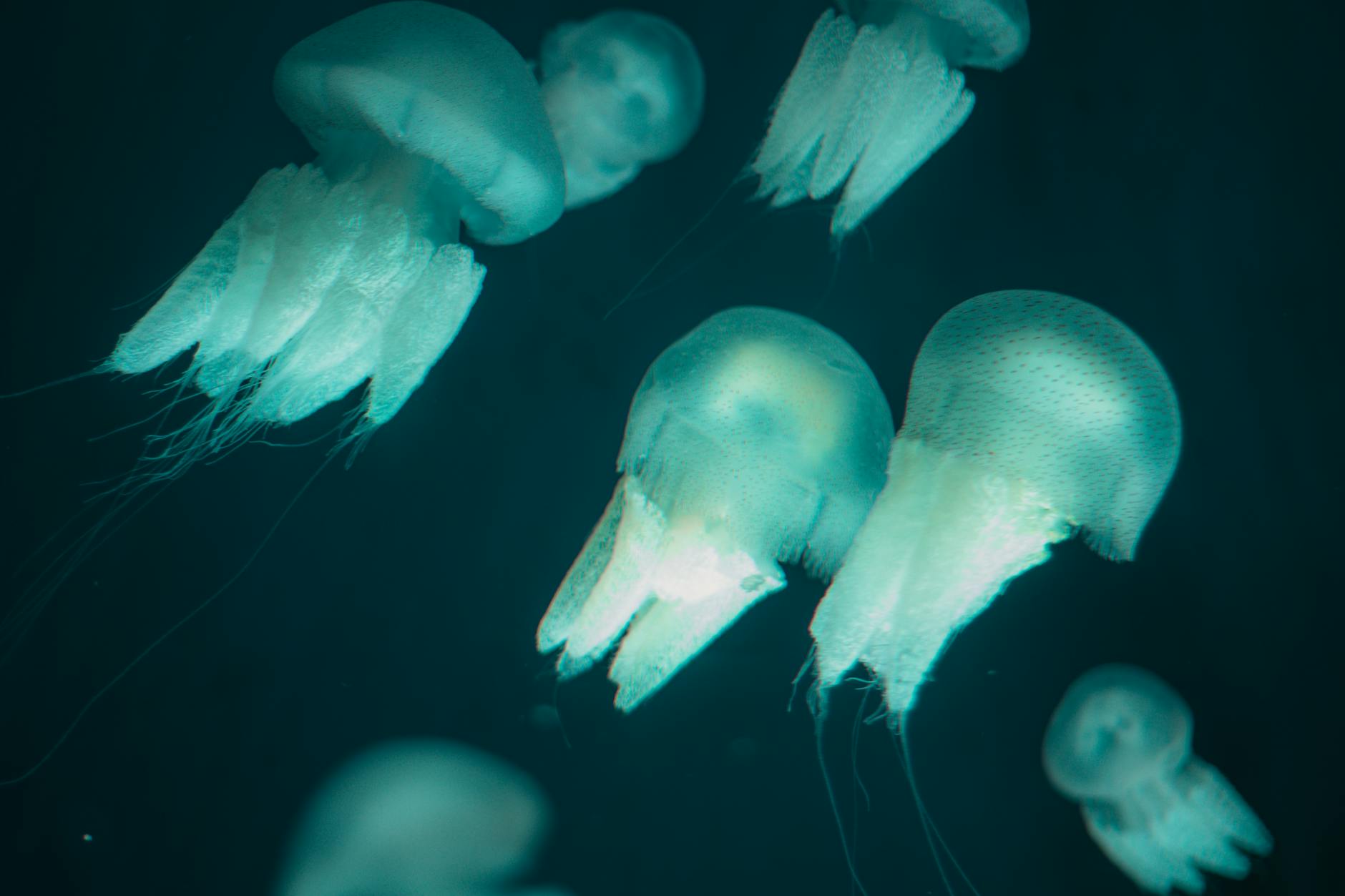 Ripley's Aquarium of Canada underwater tunnel with marine life in Toronto