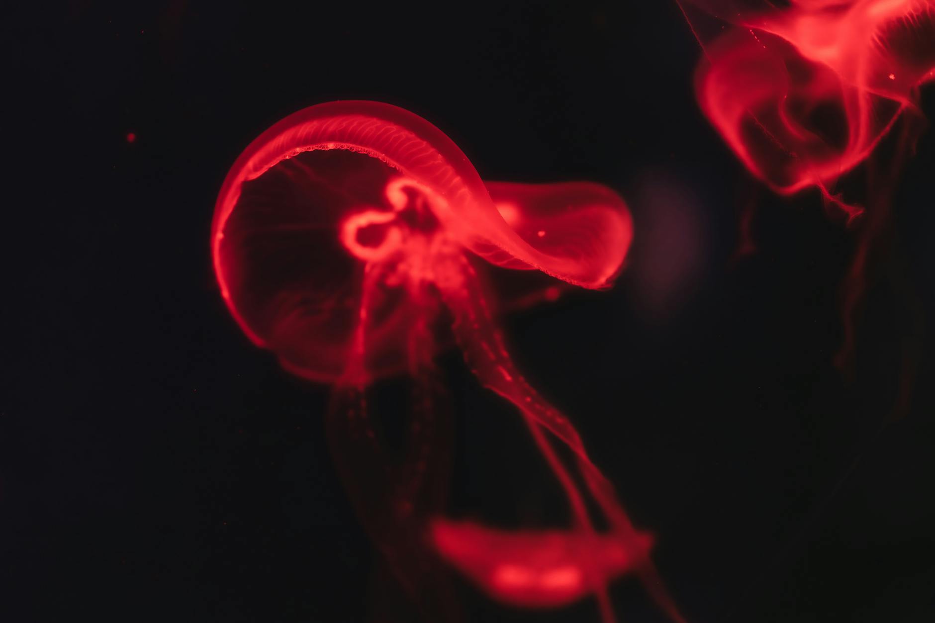 Ripley's Aquarium Planet Jellies glowing jellyfish exhibit Toronto