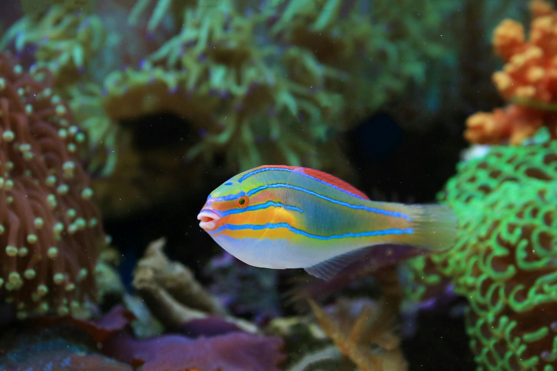 Ripley's Aquarium colourful tropical reef fish exhibit Toronto