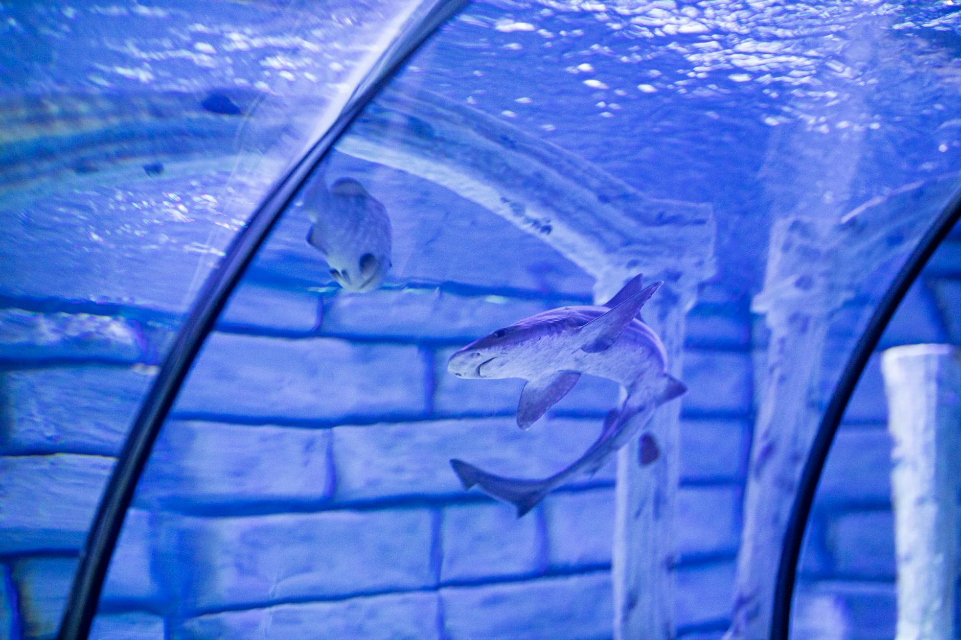 Ripley’s Aquarium of Canada: Tickets, Exhibits & Tips for 2026