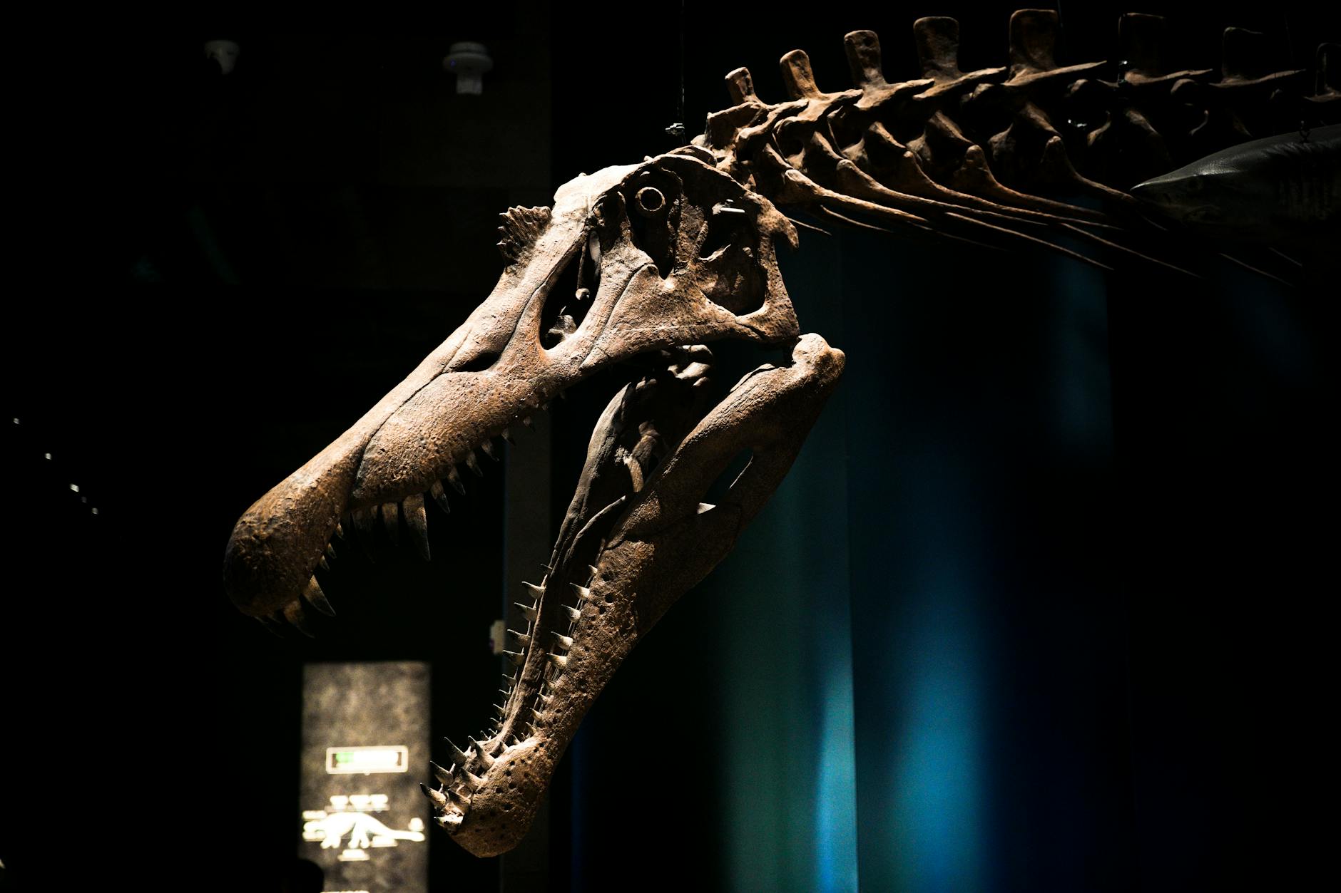 Royal Ontario Museum dinosaur gallery T. rex skeleton