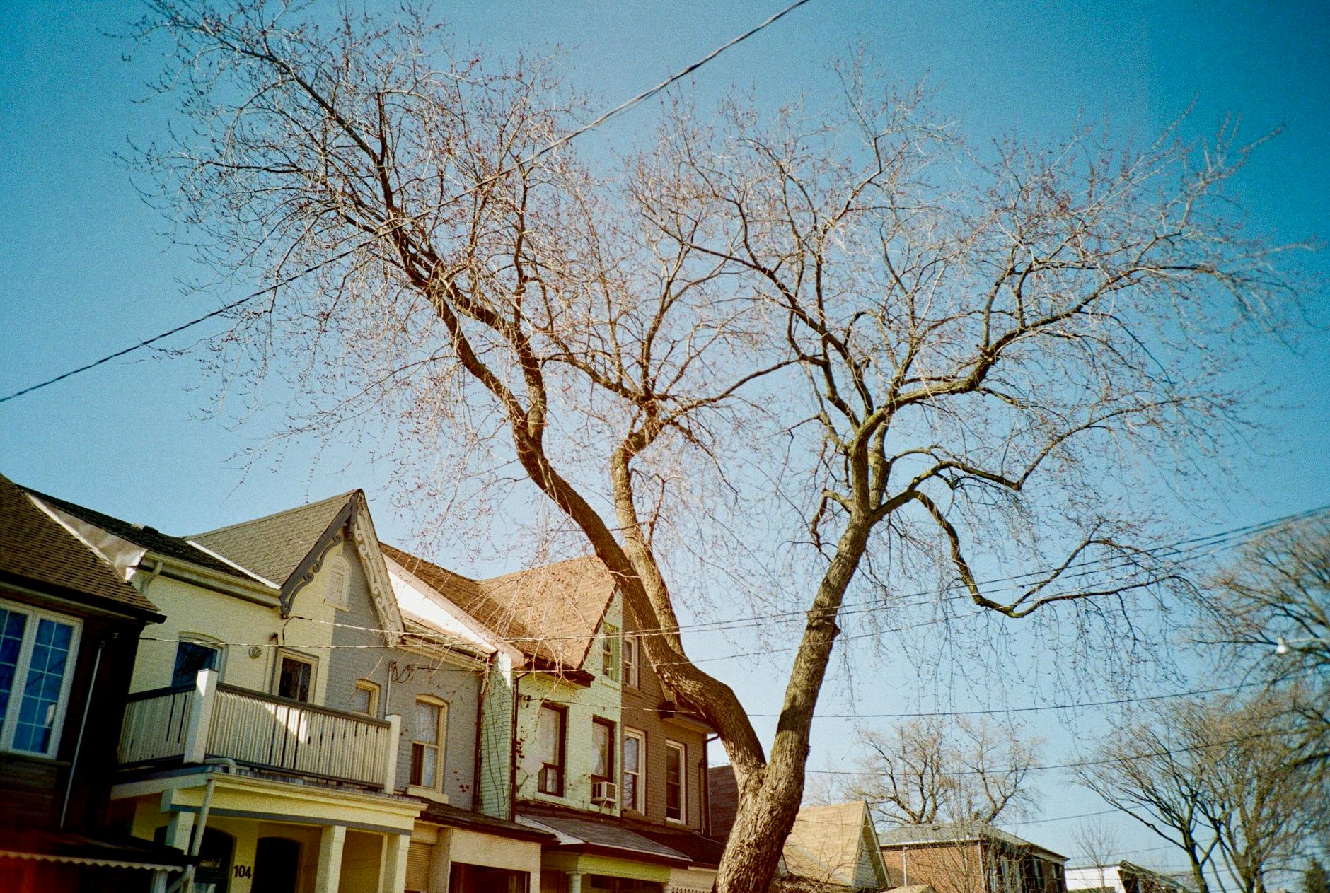 Toronto Annex neighbourhood Victorian houses budget area