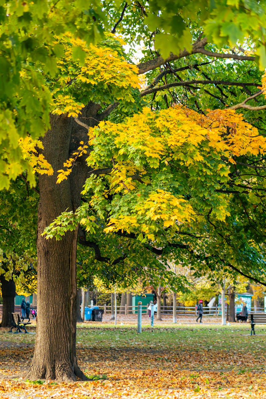 Bright autumn foliage in a Toronto park with yellow maple leaves