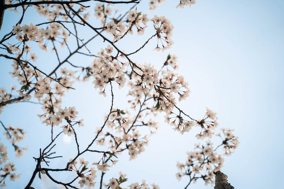 Toronto cherry blossom season in full bloom