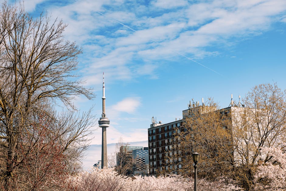 CN Tower with cherry blossoms in spring Toronto