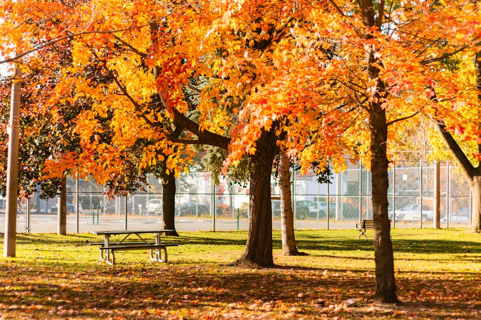 Autumn foliage in a Toronto park during fall season