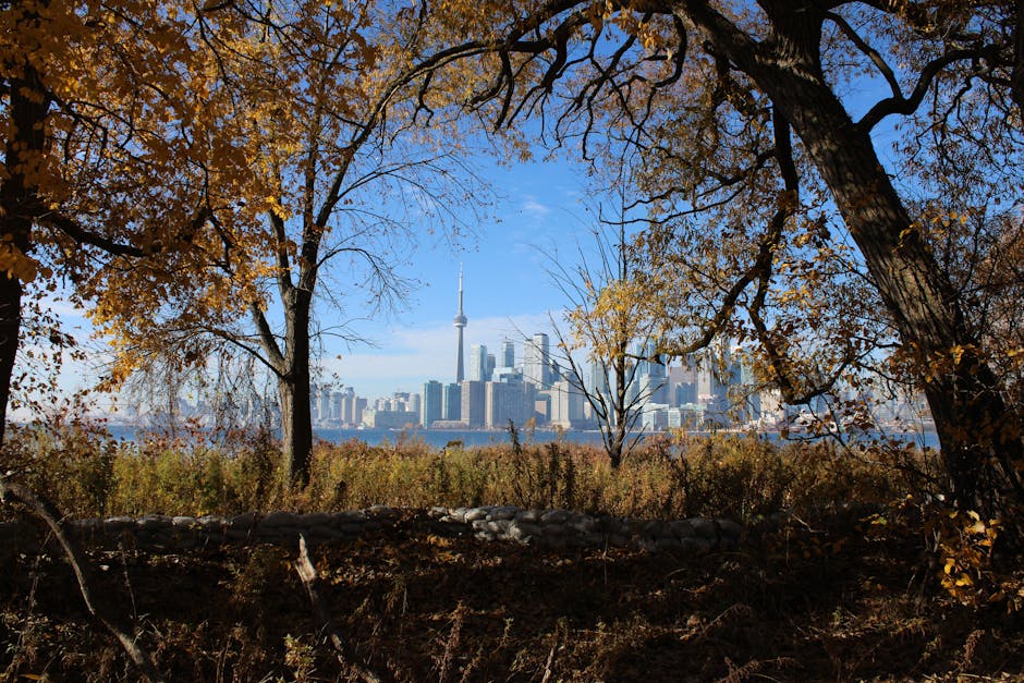 Toronto skyline framed by autumn trees