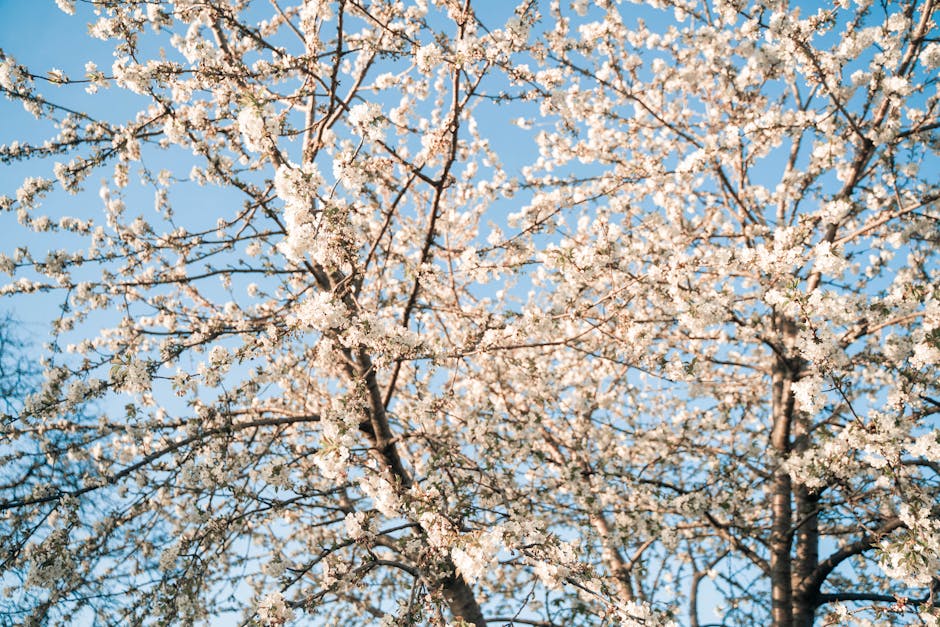 Cherry blossoms blooming in Toronto spring