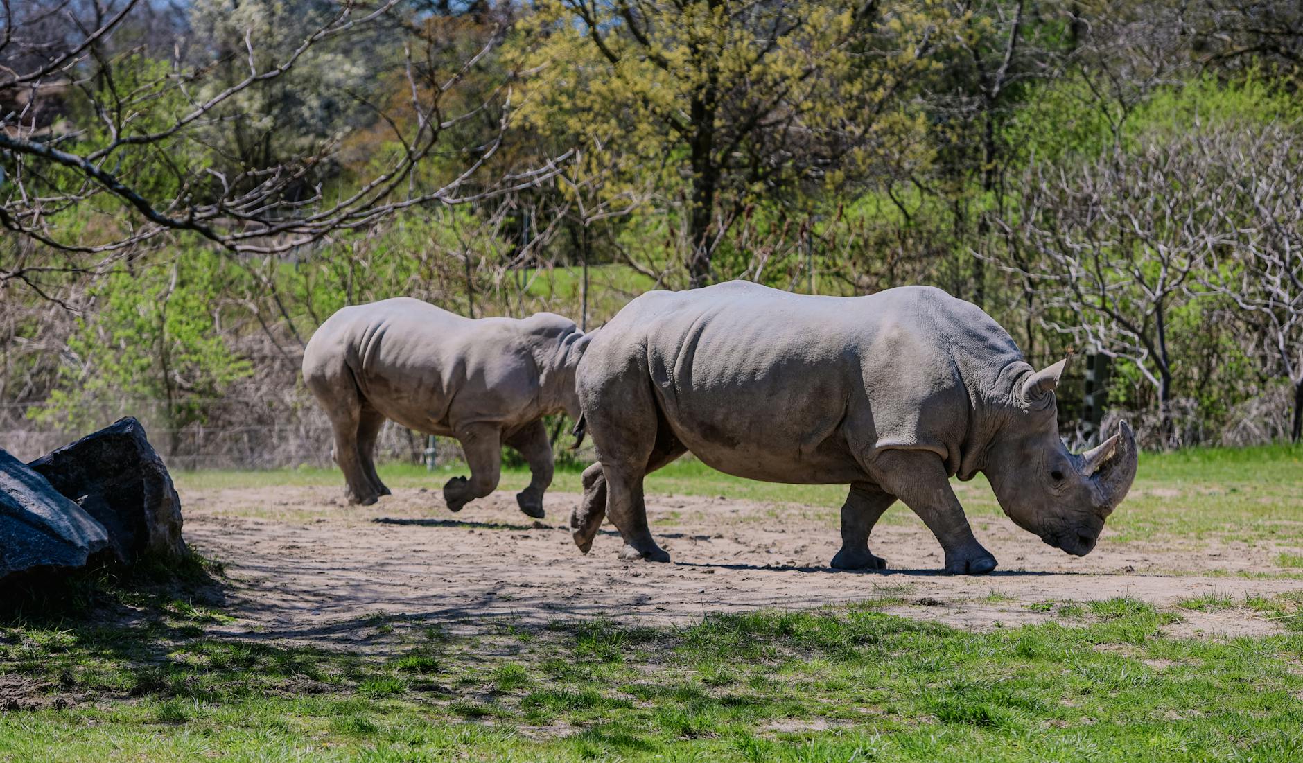 Toronto Zoo animals in naturalistic habitat at Canada's largest zoo
