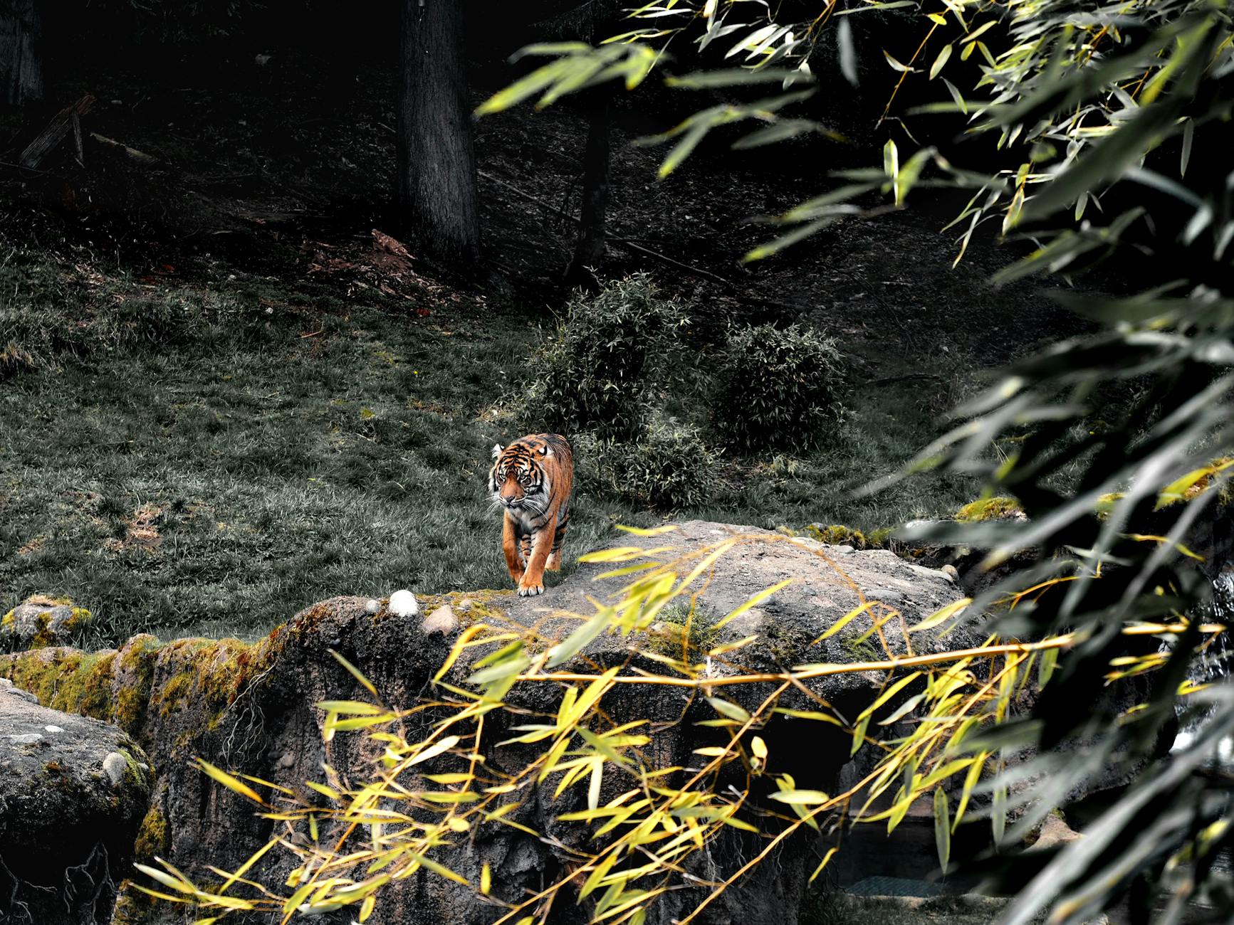 Tiger at Toronto Zoo Indo-Malaya pavilion