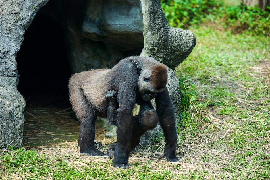A gorilla carrying its baby at the zoo - a heartwarming sight for visiting families