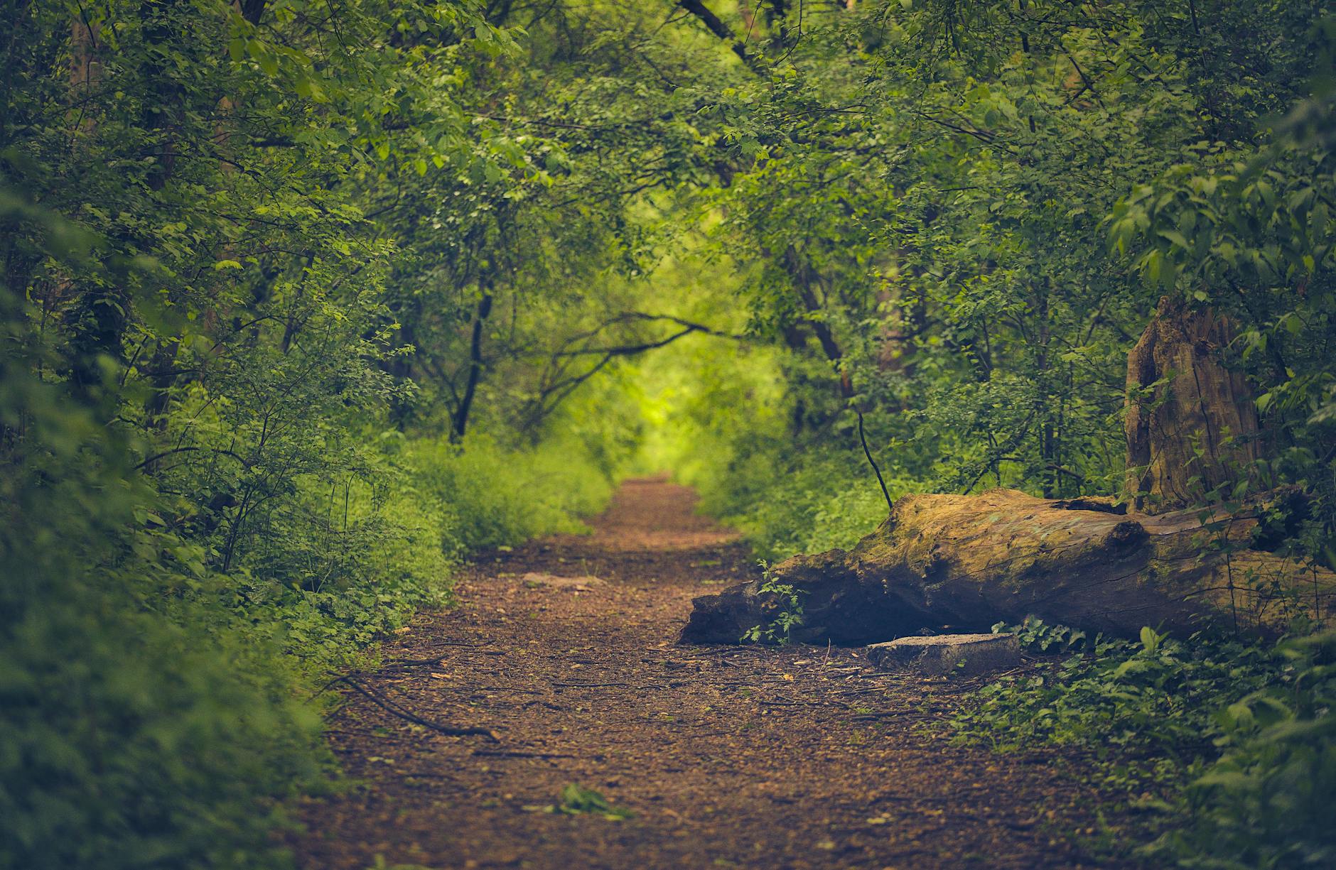 Best parks in Toronto woodland trail forest path