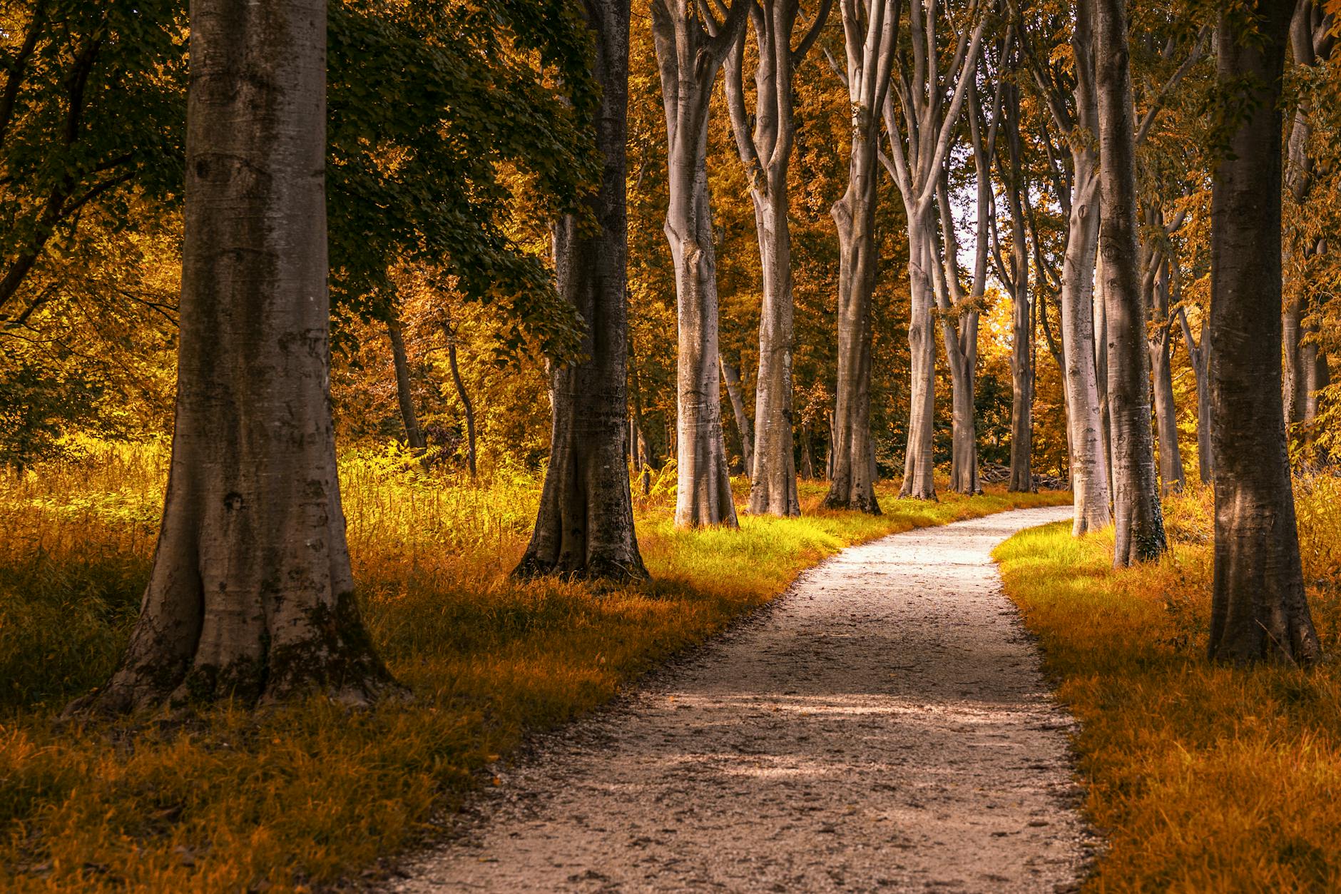 Hiking Trails Toronto: 12 Best Routes In & Near the City [2026]