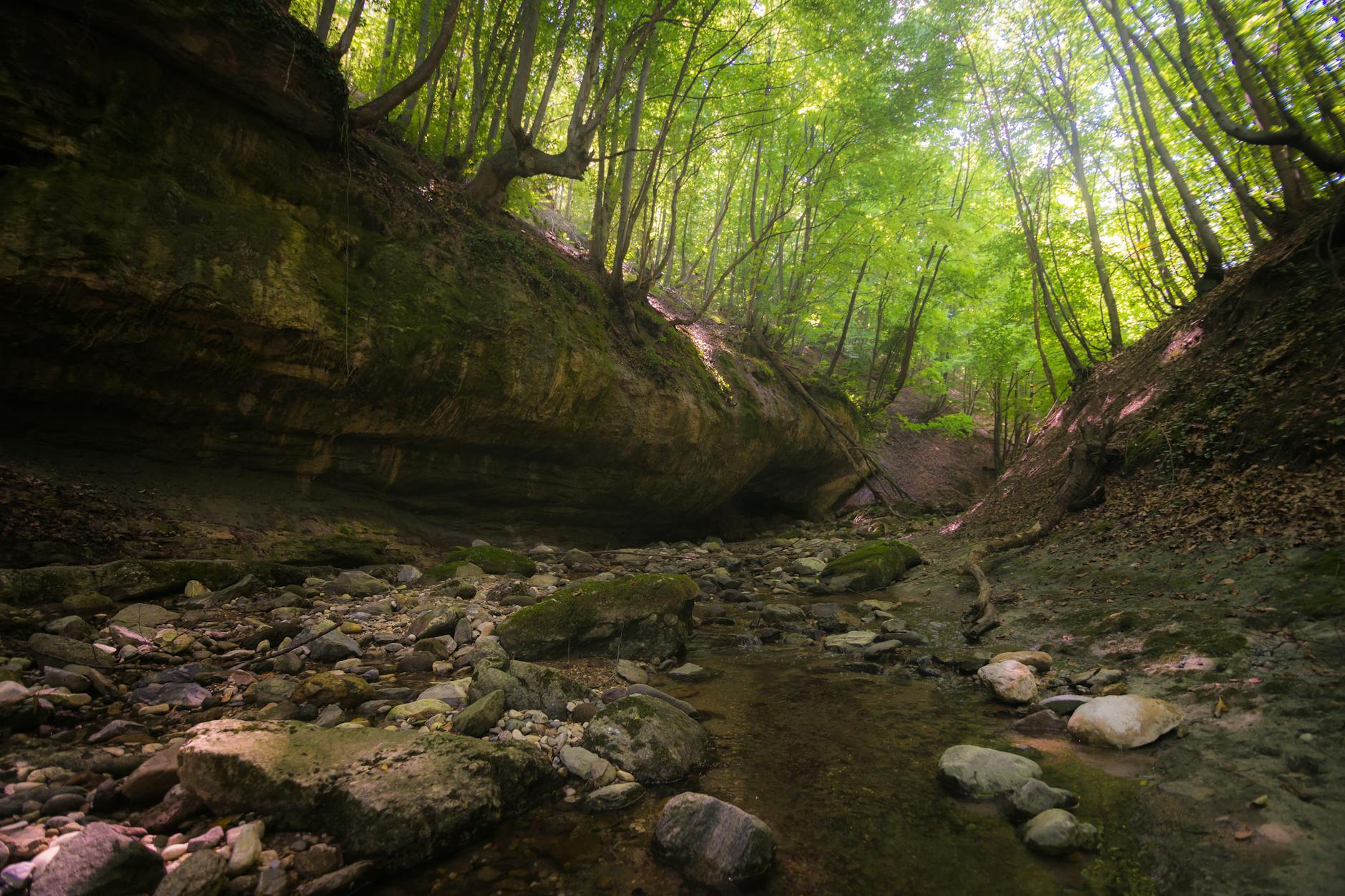 Hiking trails Toronto woodland canopy ravine ecosystem