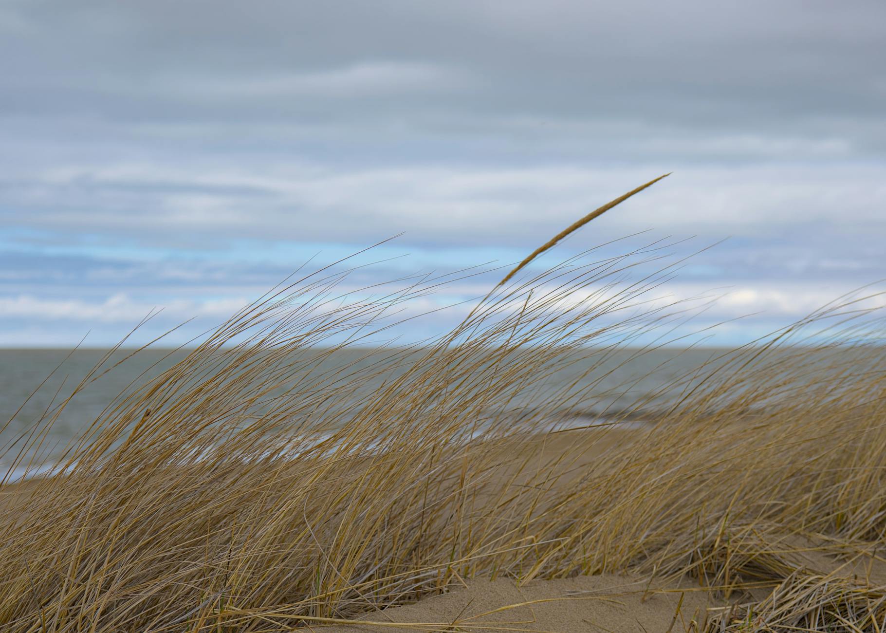 Prince Edward County Sandbanks Provincial Park beach with dunes