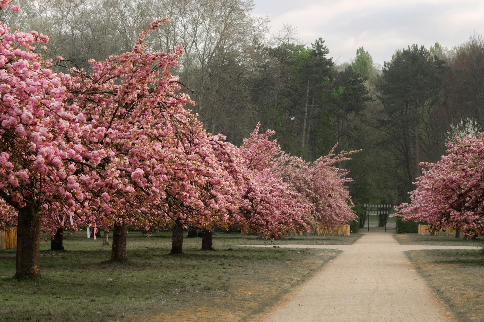 Toronto cherry blossoms High Park Sakura grove pink white trees spring peak bloom