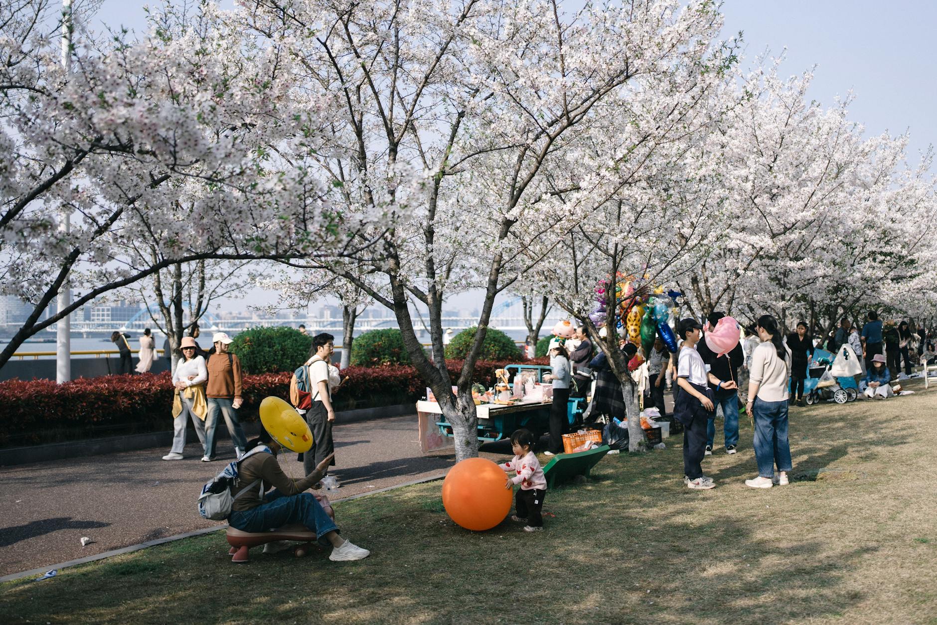 Toronto cherry blossoms park visitors enjoying sakura grove spring picnic