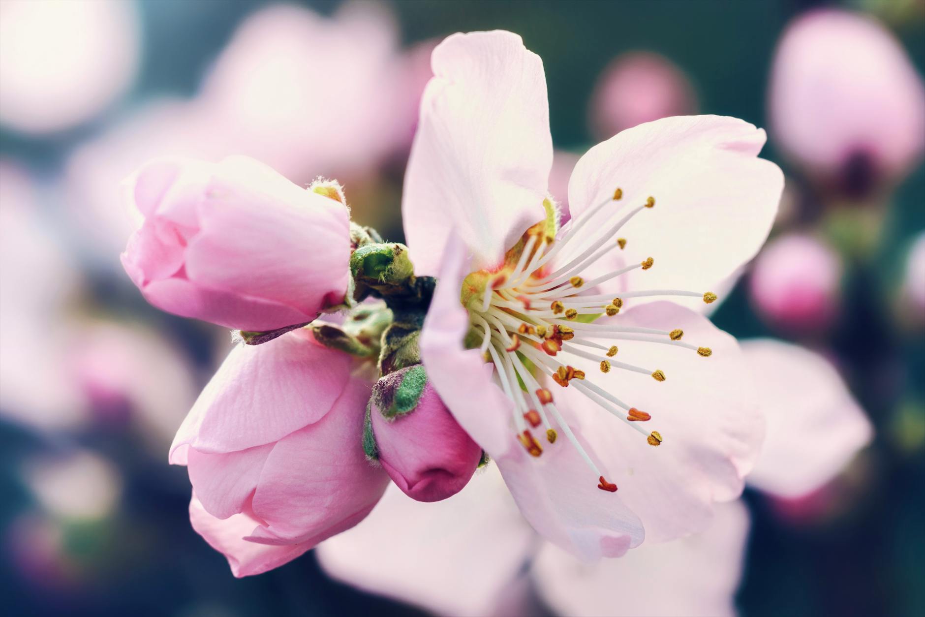 Toronto cherry blossoms close-up pink petals tree branches spring delicate