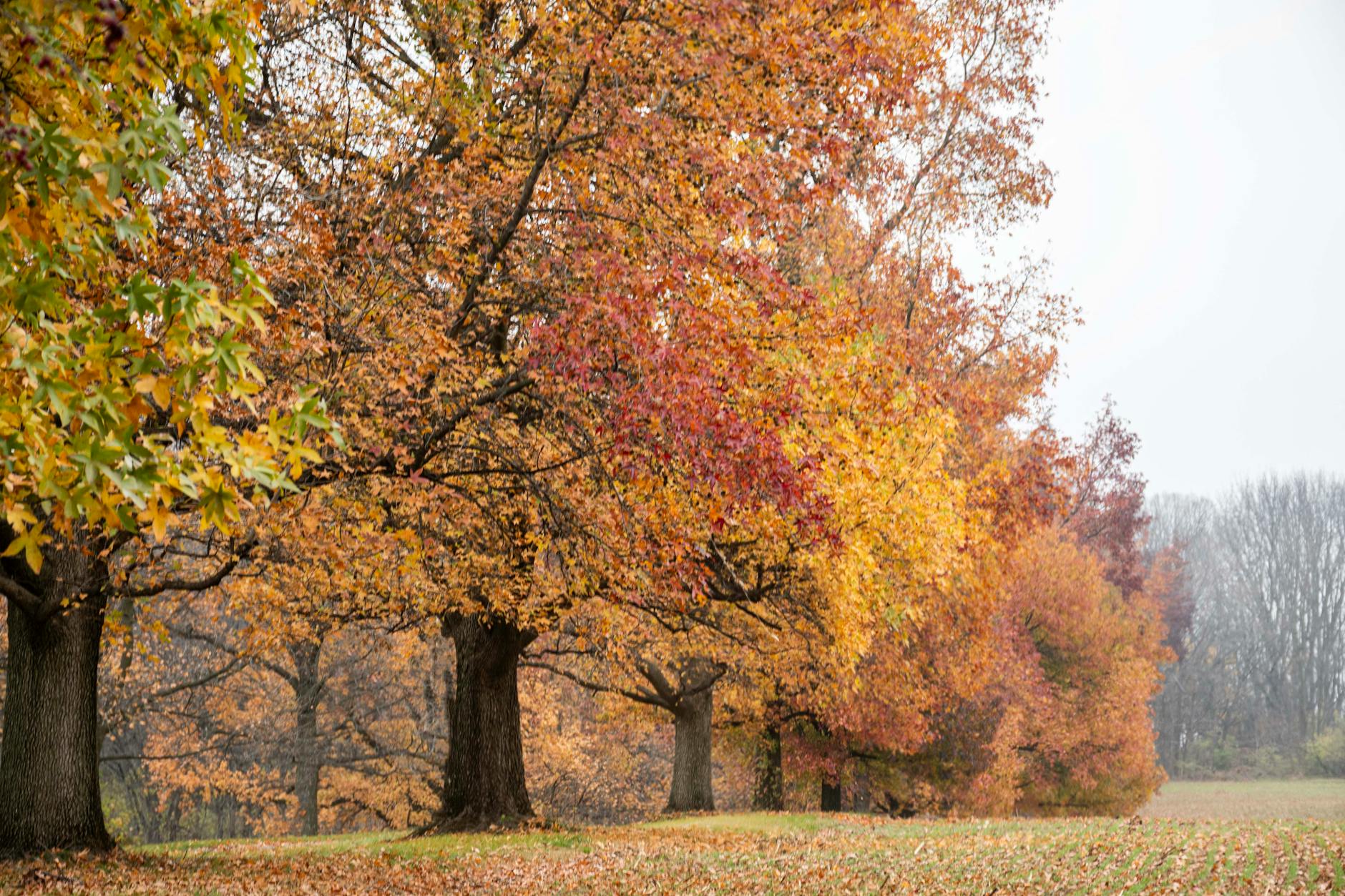 Toronto in fall foliage red orange yellow trees autumn colors park