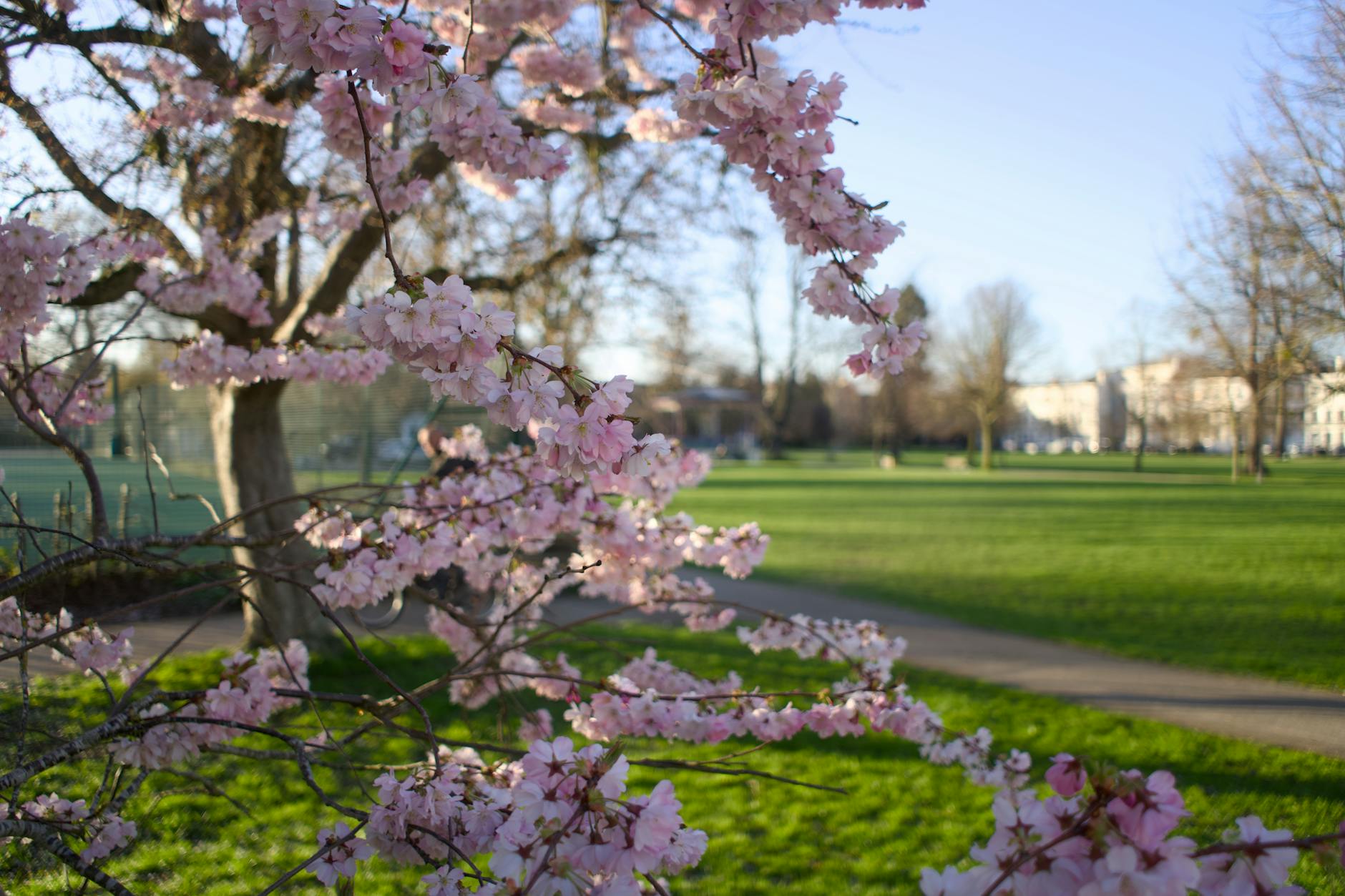 Toronto in spring cherry blossoms High Park pink trees sunny day