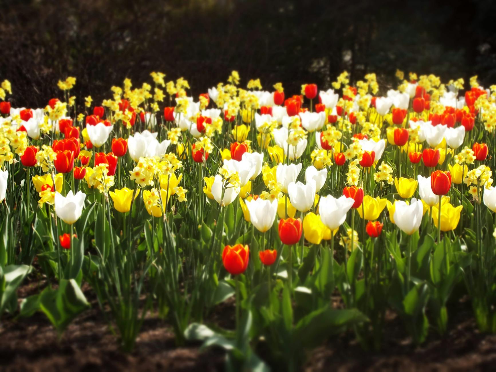 Toronto in spring tulips daffodils flowers garden colorful blooms