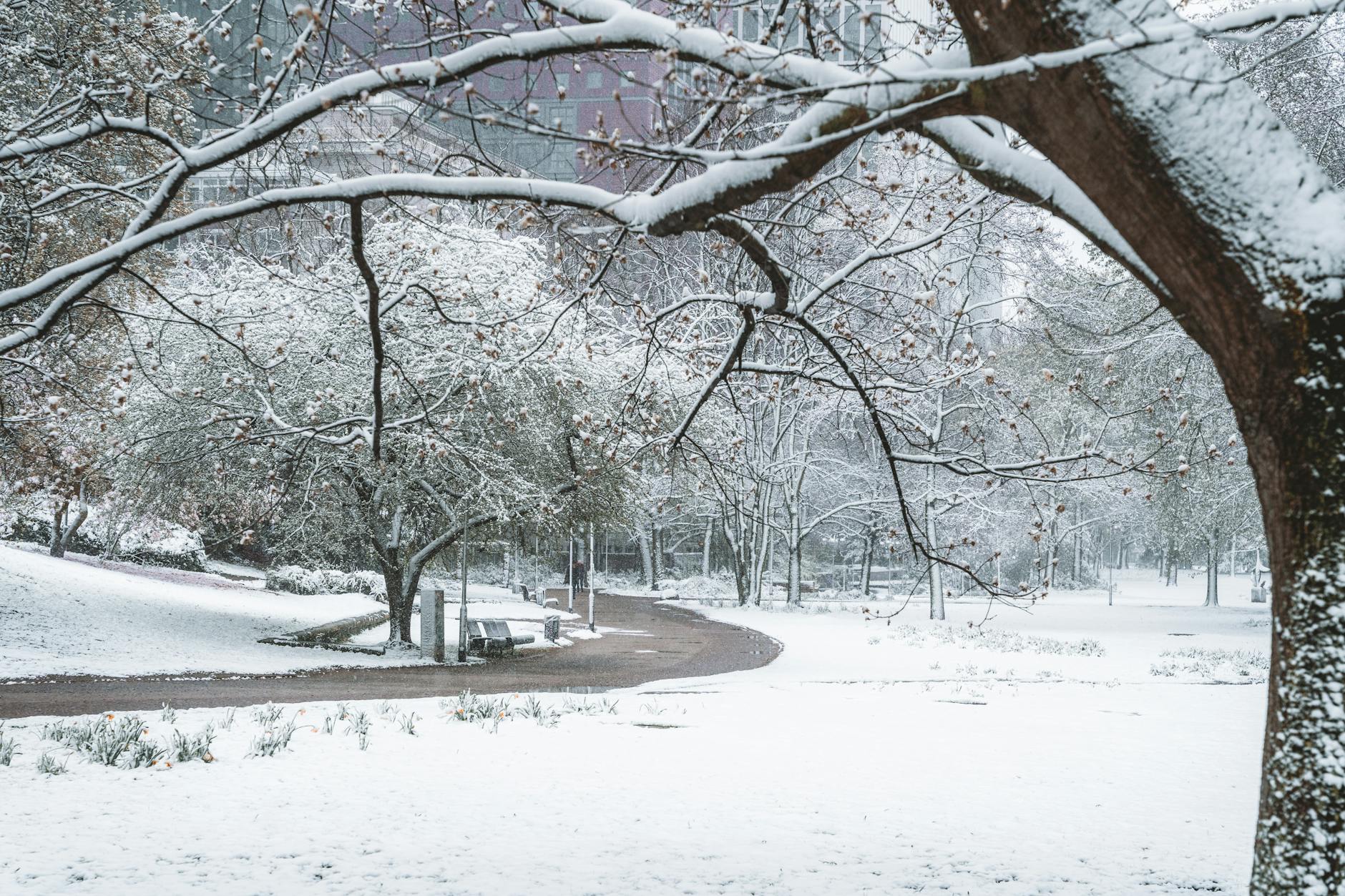 Toronto in winter snow covered park trees pristine winter wonderland