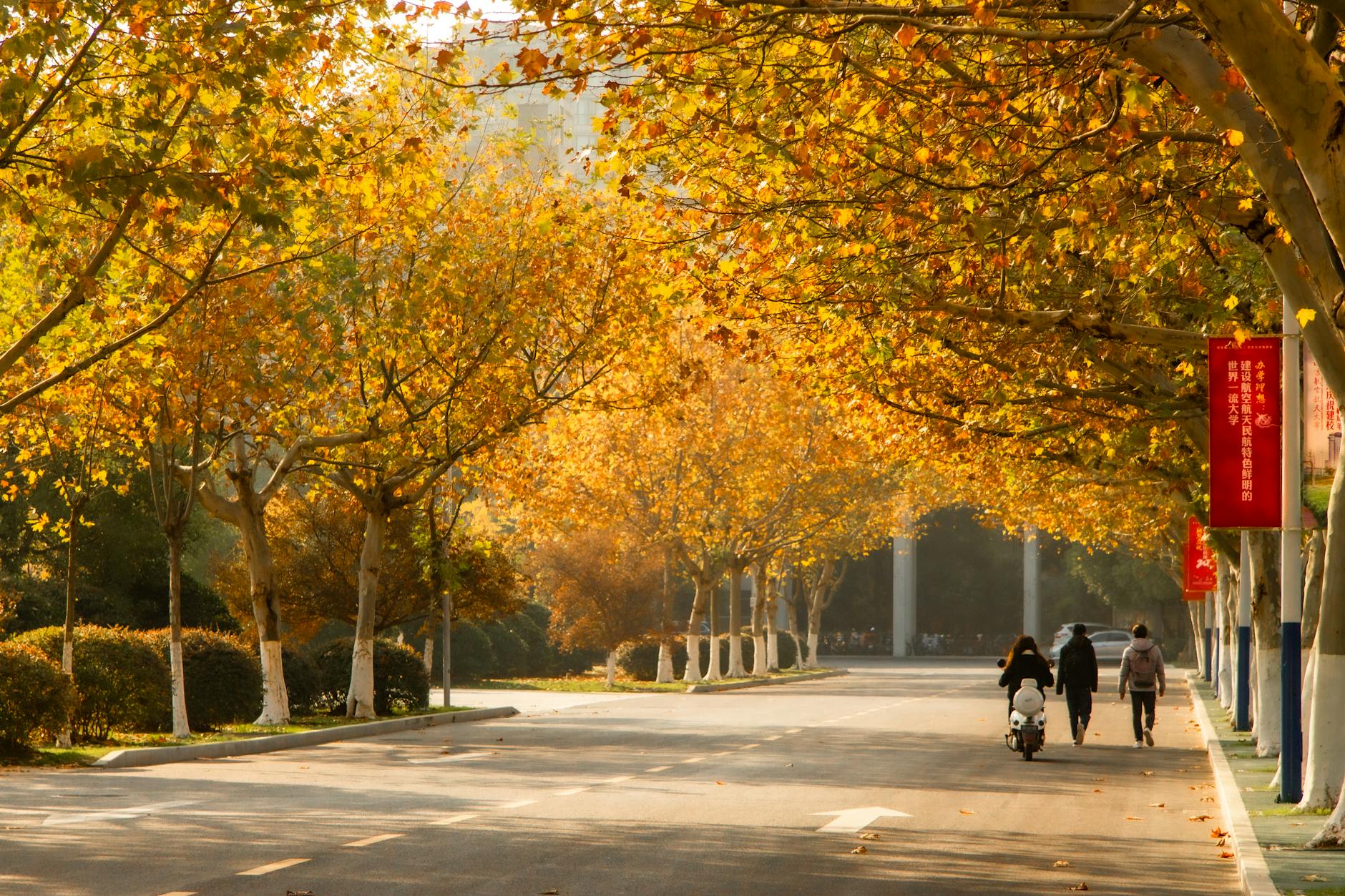 Walking tours Toronto pedestrian pathway with autumn trees