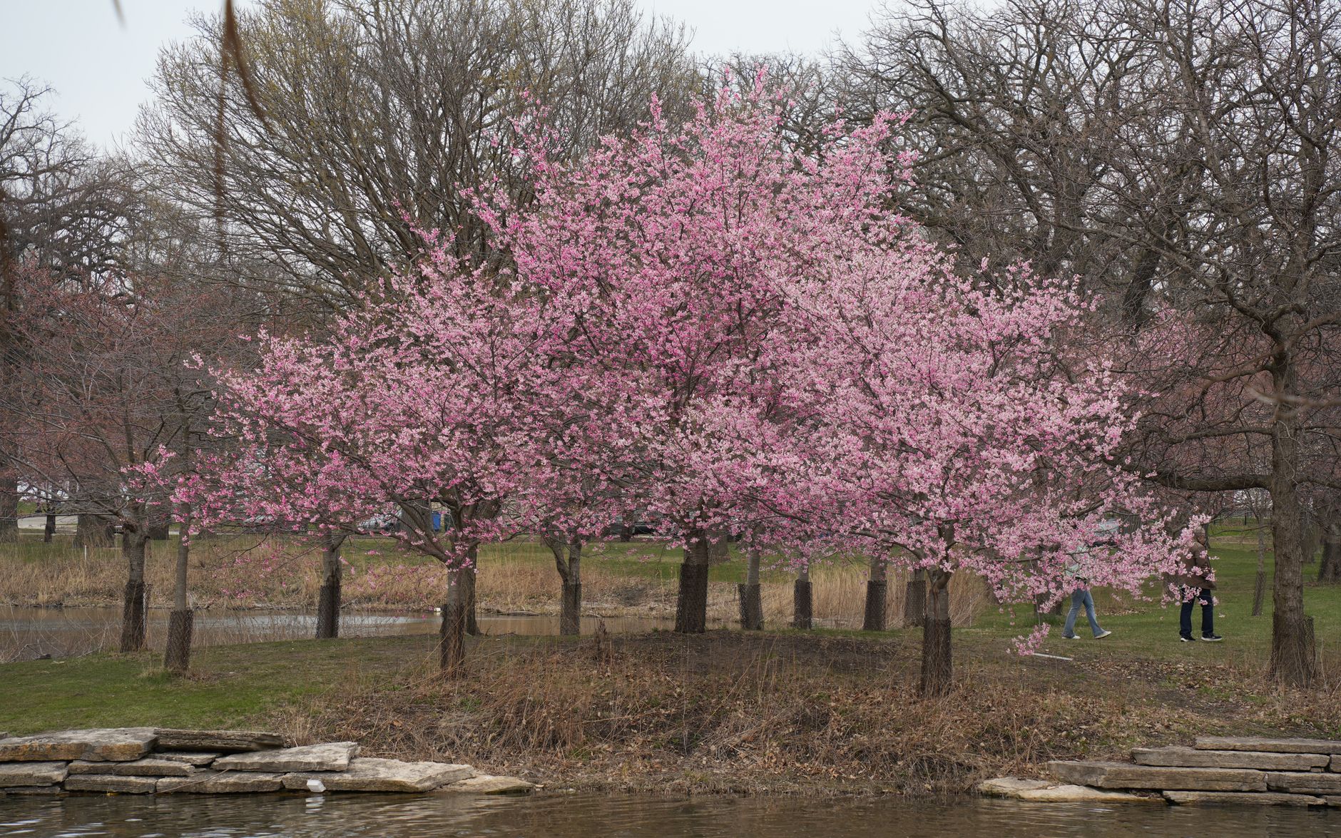 toronto in spring cherry blossoms