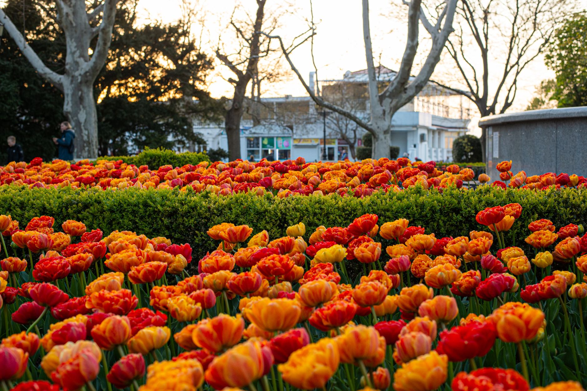 toronto in spring spring blooms