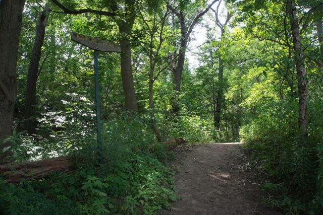 Wooden Nature Trail signpost beside a dirt path through summer woodland in High Park, Toronto