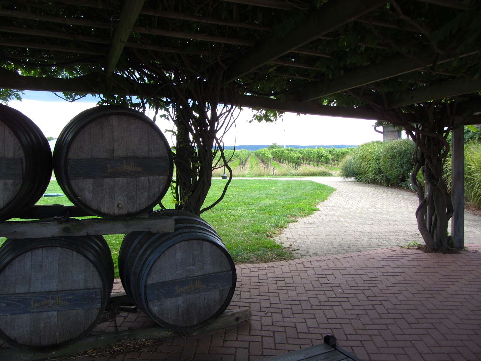 Oak wine barrels stacked under a vine-covered pergola with vineyard rows visible beyond