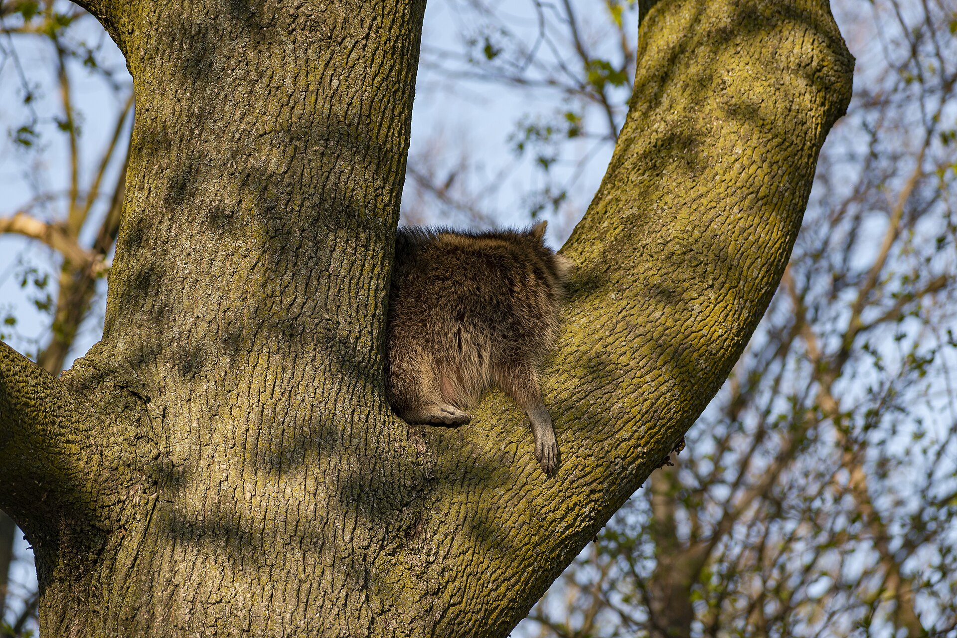 A raccoon asleep wedged in the fork of a large oak tree
