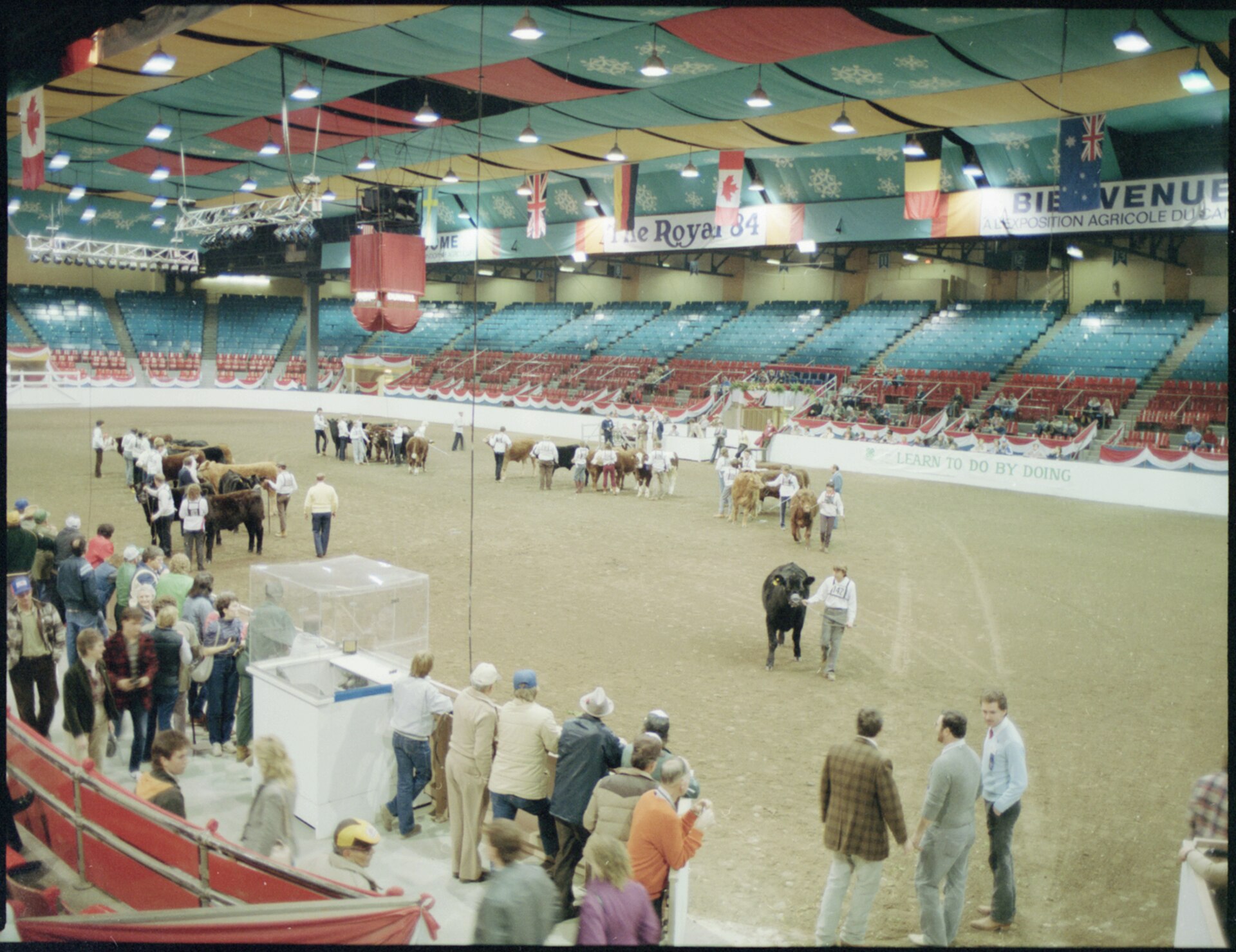 Young 4-H competitors leading cattle around a judging ring in the Coliseum at the Royal Agricultural Winter Fair