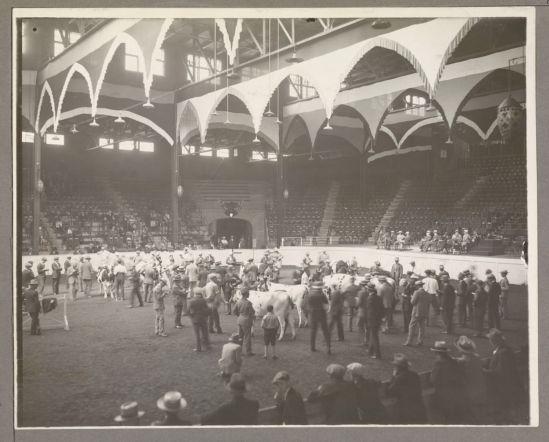 Black and white archival photograph of cattle judging in a large arena with spectators in straw hats
