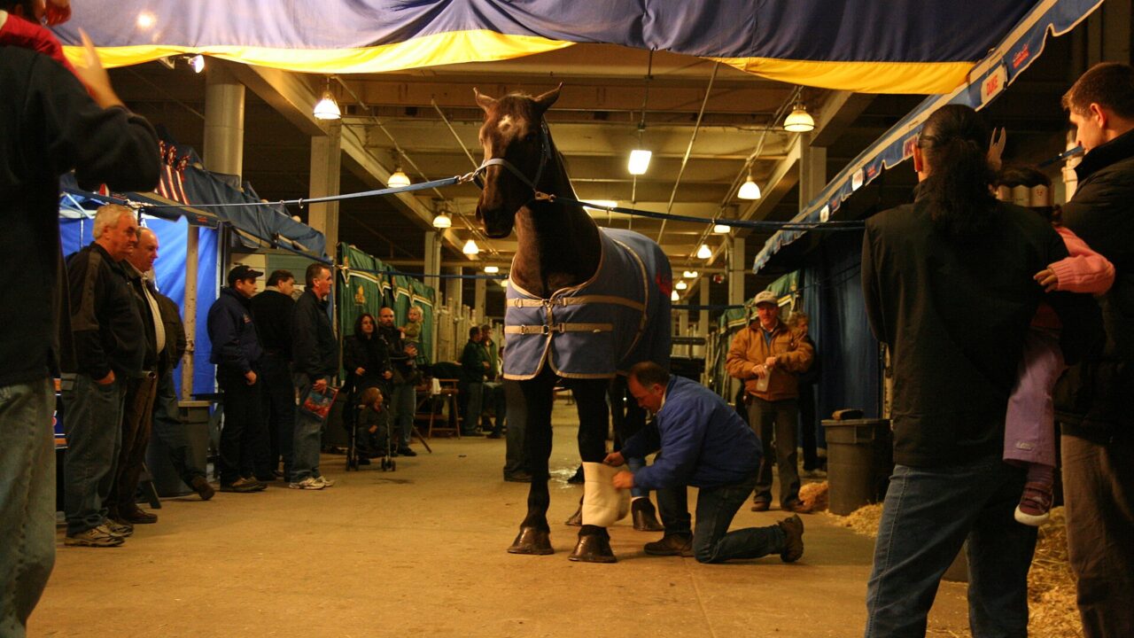 A large draught horse in a blue rug standing in a busy stable aisle at an agricultural fair while a handler bandages its leg