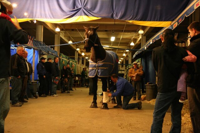 A large draught horse in a blue rug standing in a busy stable aisle at an agricultural fair while a handler bandages its leg