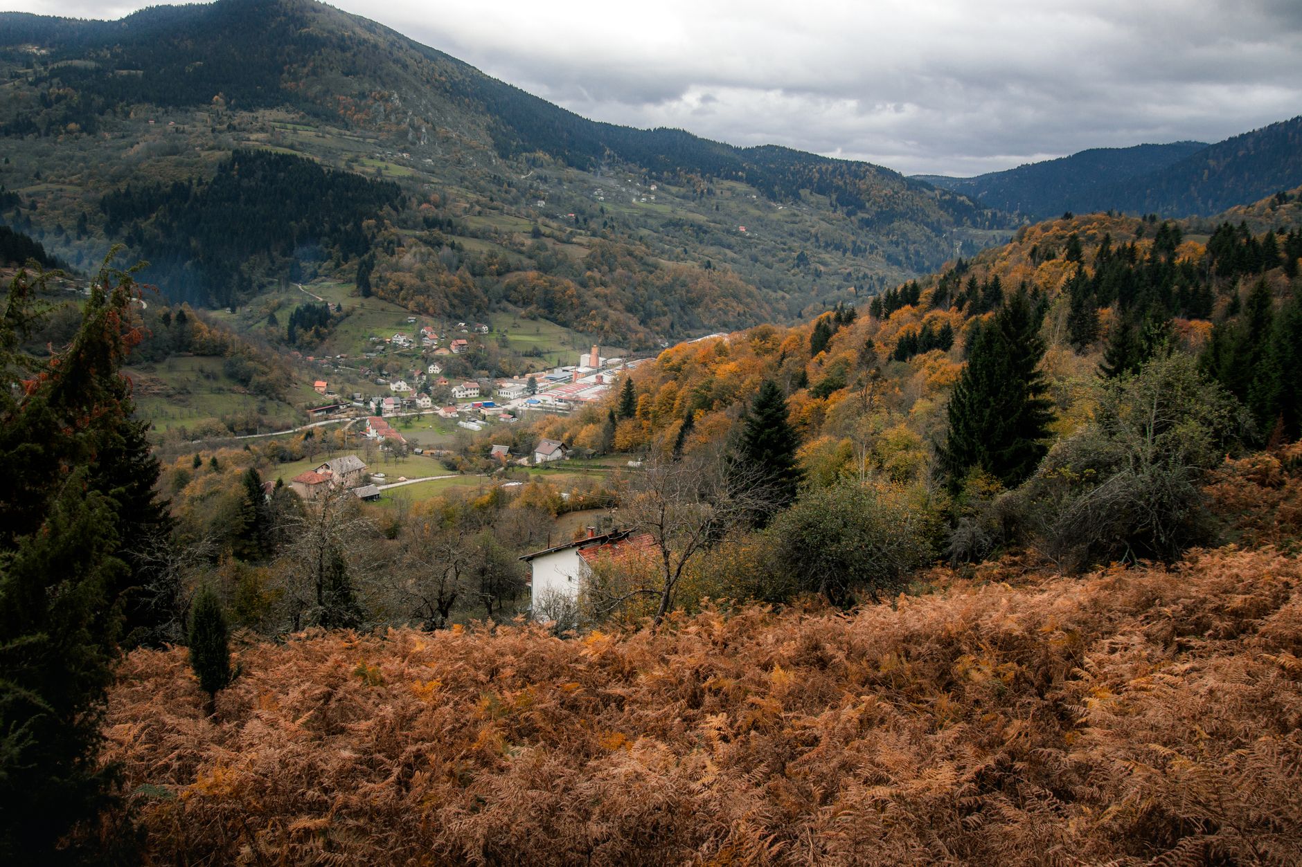 Mixed hardwood forest on a hillside at peak autumn colour