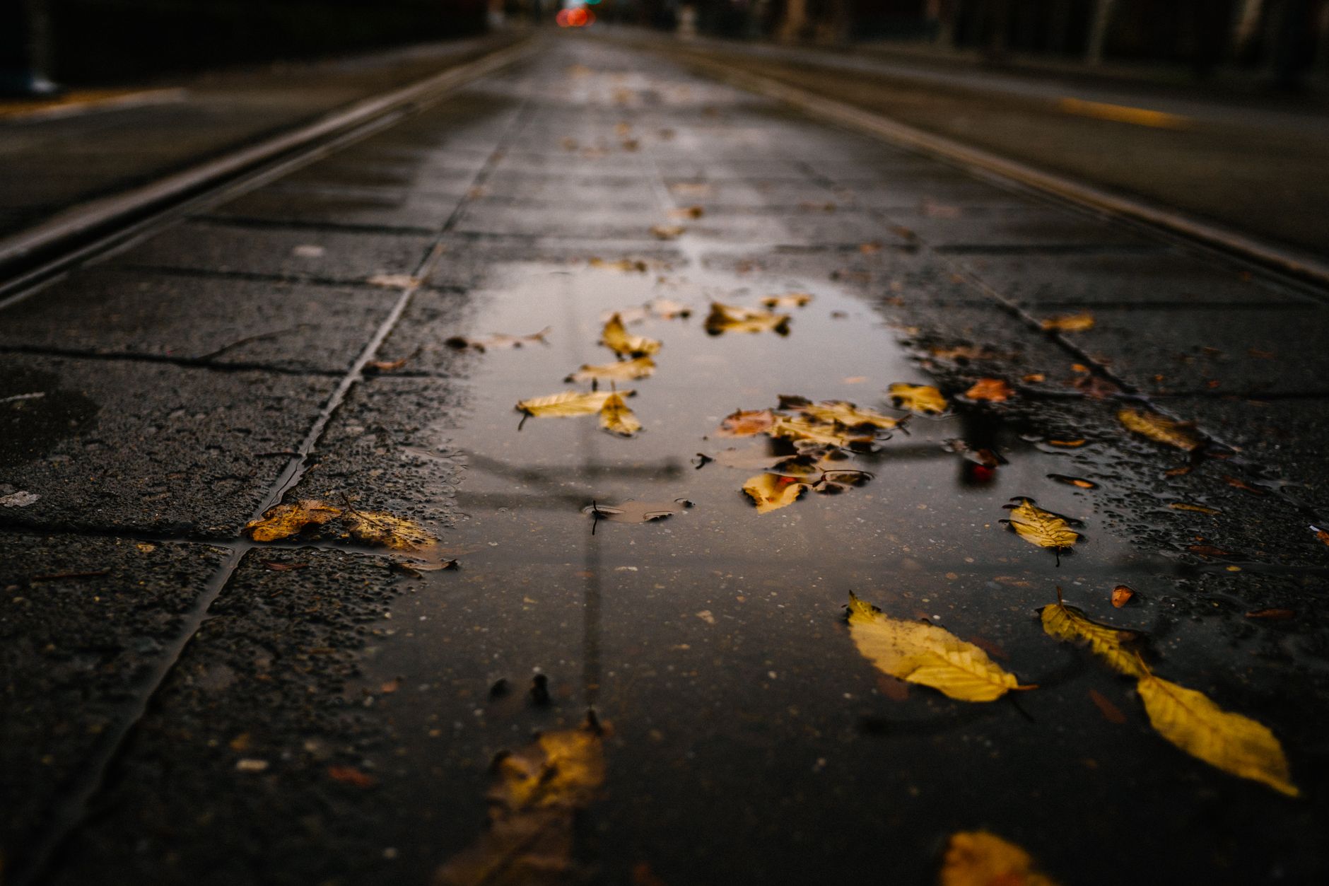 Fallen autumn leaves in a puddle on a wet city street