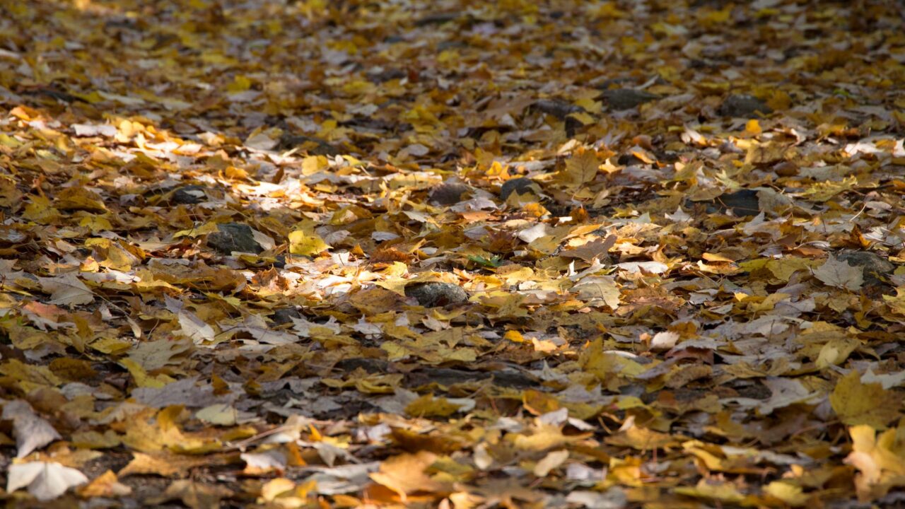 toronto october ravine fall colour