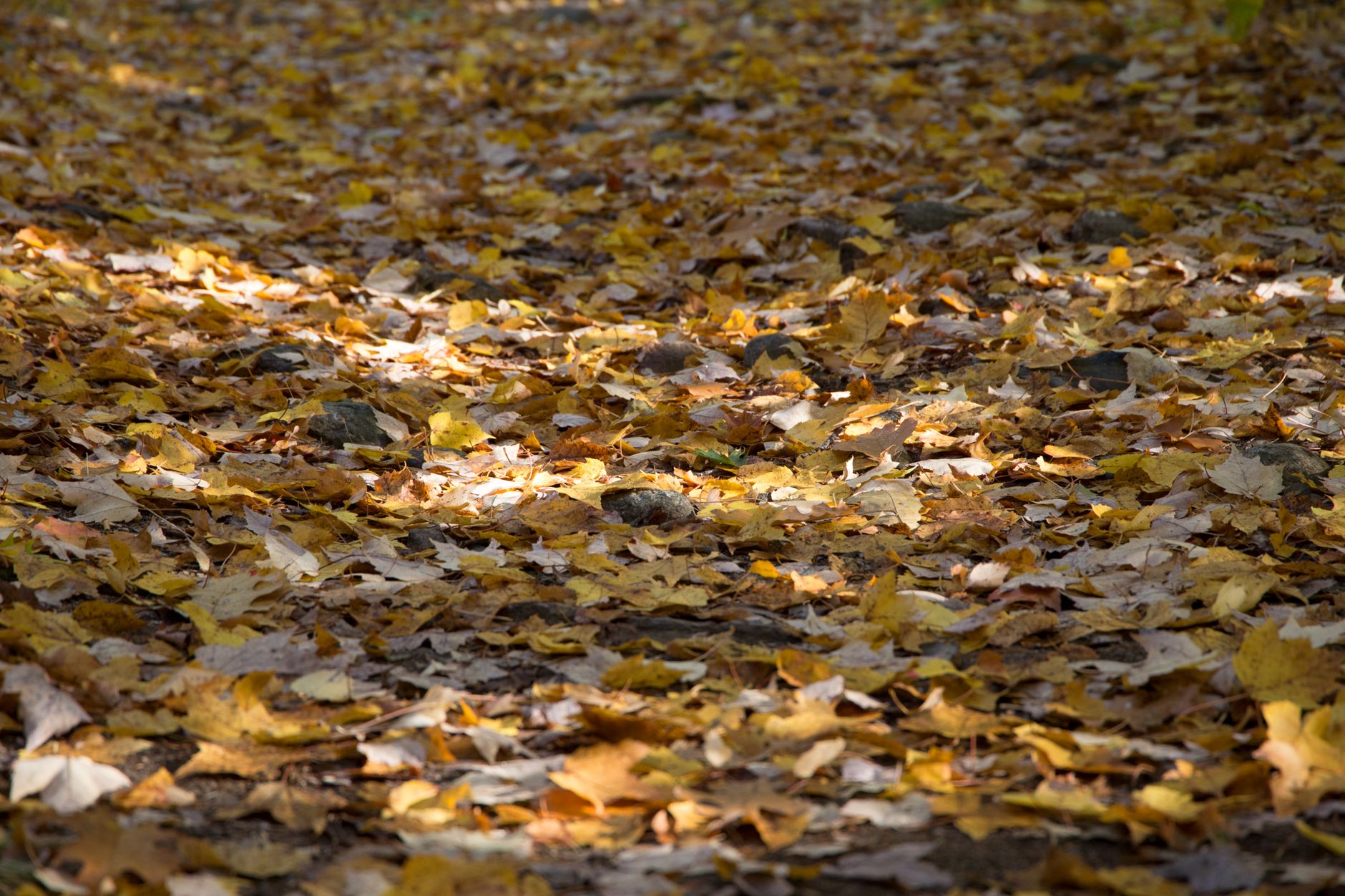 Red and orange maples over a city ravine path, one of the best things to do in Toronto in October